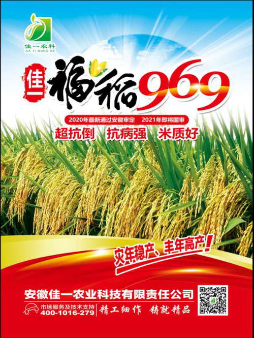 佳一福稻969 引領高產優質雜交水稻新標桿，誠邀技術合作